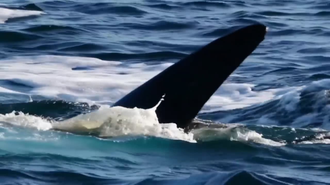 How much joy is the animals in the sea