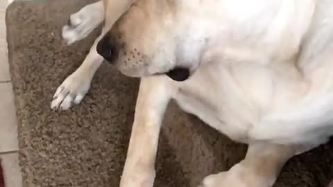 😂🤯 The Ultimate Pet Conundrum! | FunFM