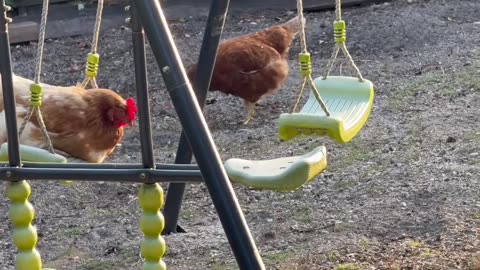 Christine the Hen on a Swing