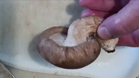Giant Shitake Mushroom 1