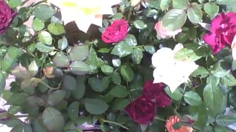 Beautiful Colombian roses with raindrops, getting the morning sun [Nature & Animals]