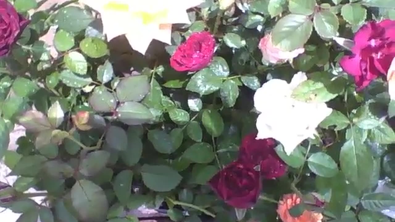 Beautiful Colombian roses with raindrops, getting the morning sun [Nature & Animals]