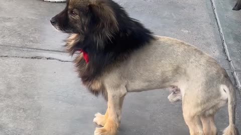 Puppy With A Lion's Haircut