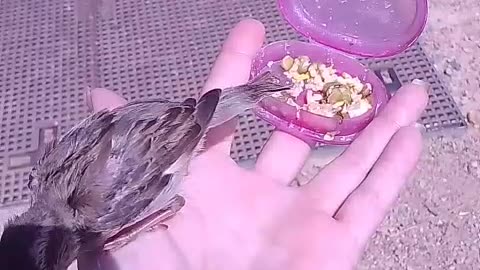 Feeding It