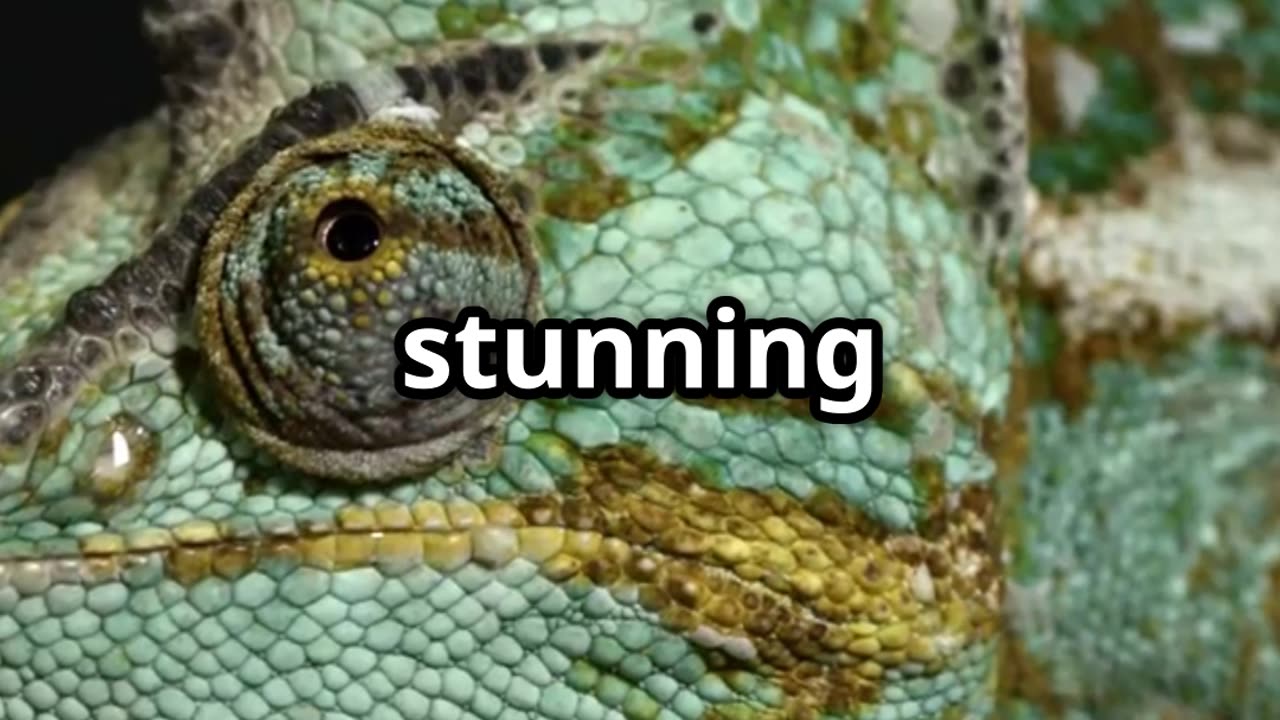 🦎🎨 Chameleons Change Color for Mood, Not Camouflage! 🤯