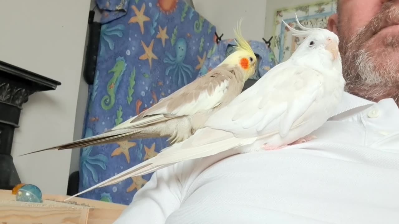 Coco & Quincy relaxing (for the most part)