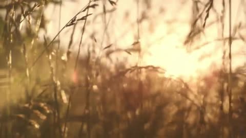 Aron Afshar, Bezar Hame Donya Bedoone