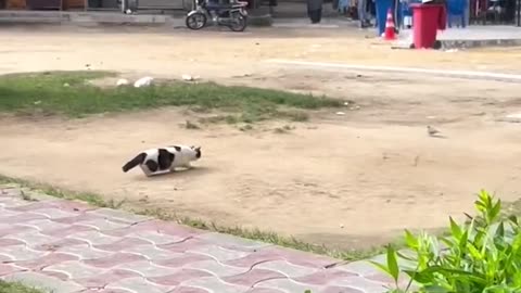Funniest Cats And Dogs videos funny animals cuteanimals