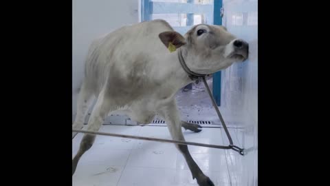Veganism Means Human Freedom