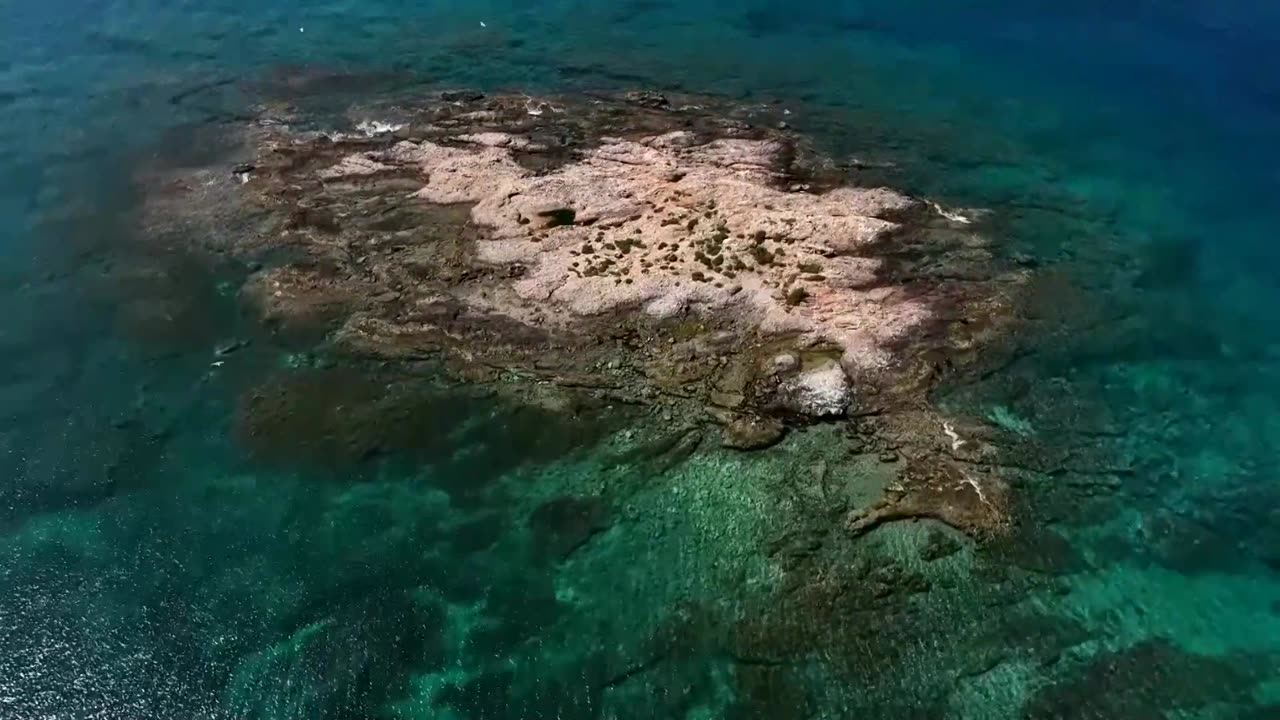 Scientists replant underwater forests to restore marine habitats