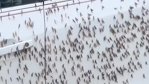 This Car Just Became a Bug Hotel