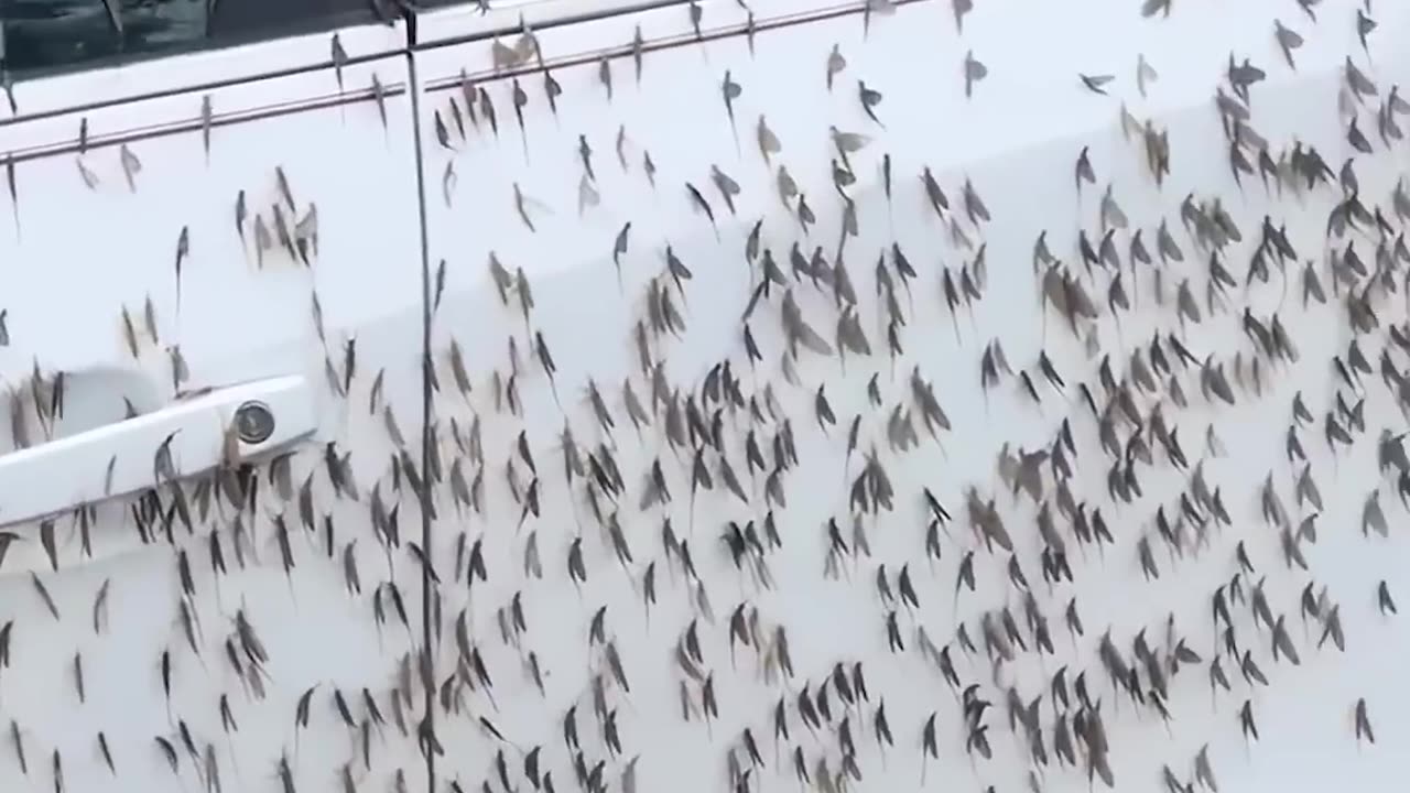 This Car Just Became a Bug Hotel