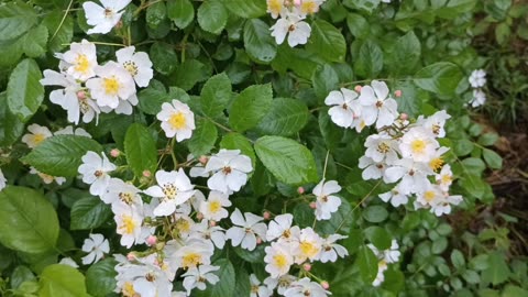 Wild Roses