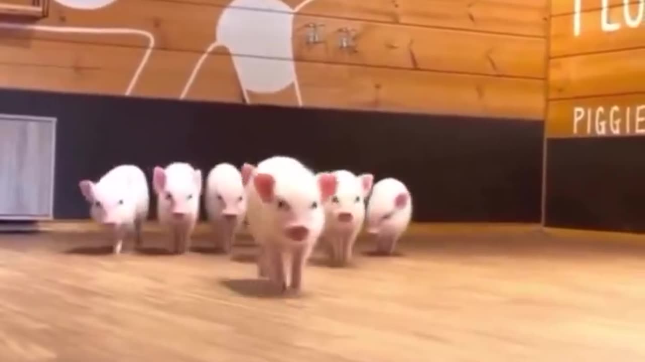 We are curious 👀😍🐷