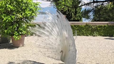 White Peacock Shows Off Tail