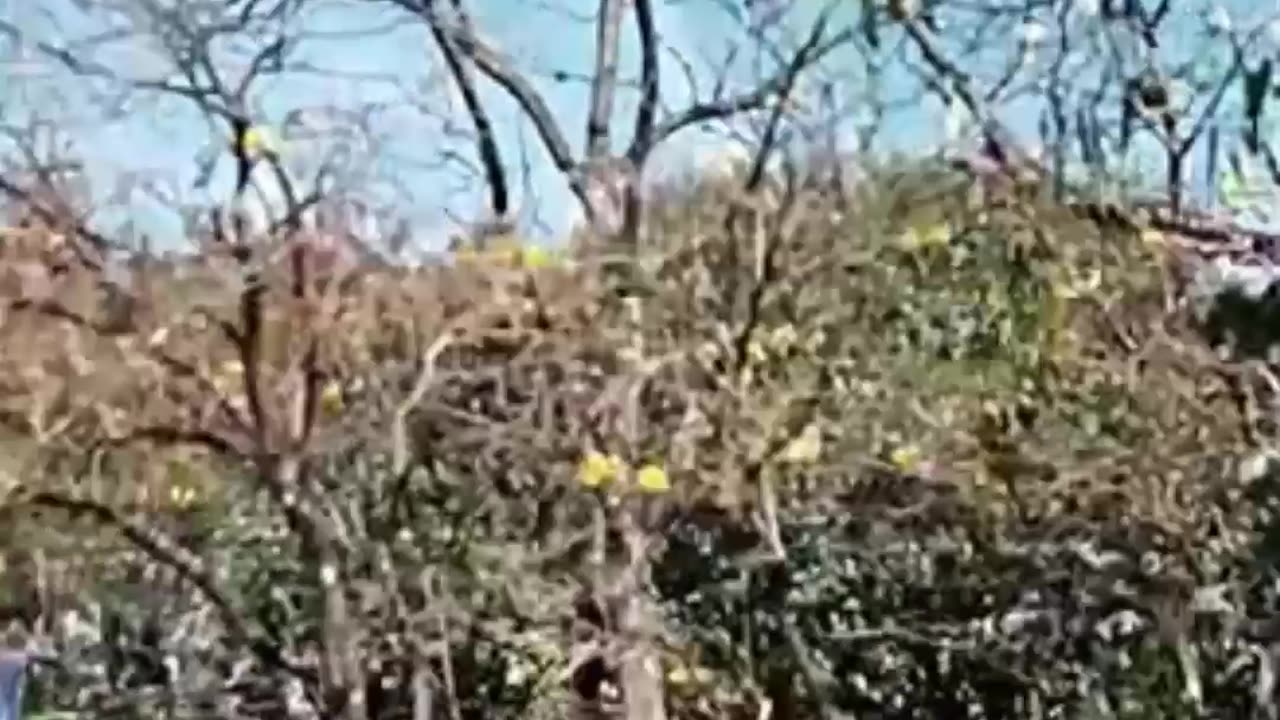 2021 Algumas Cenas do Cotidiano da Zona Norte de Santana, Carandiru e Tietê de julho a setembro