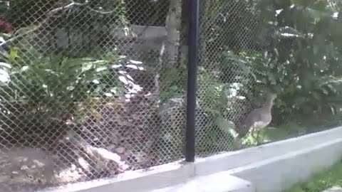 Seriema parades in the park, look the way the bird walks, it's a model! [Nature & Animals]