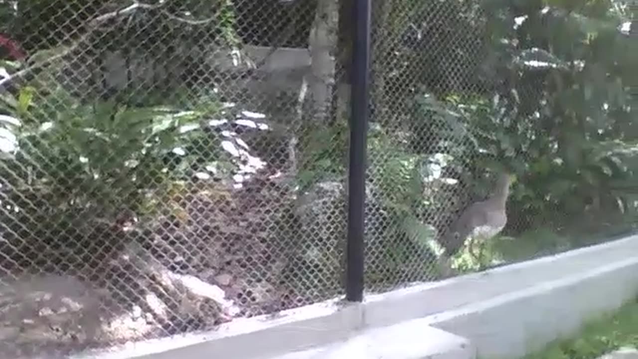 Seriema parades in the park, look the way the bird walks, it's a model! [Nature & Animals]