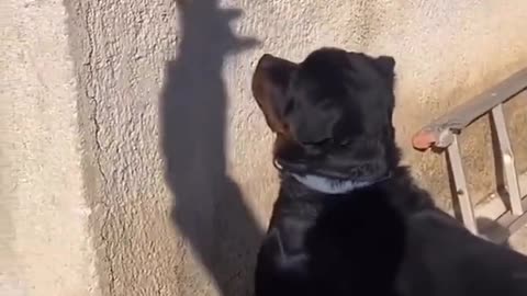 "Dog vs. Shadow Hand 🐶👋 – Hilarious & Adorable Reaction! 😂💕"