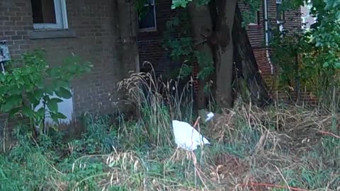 Ardmore ST. SHEA SHOW