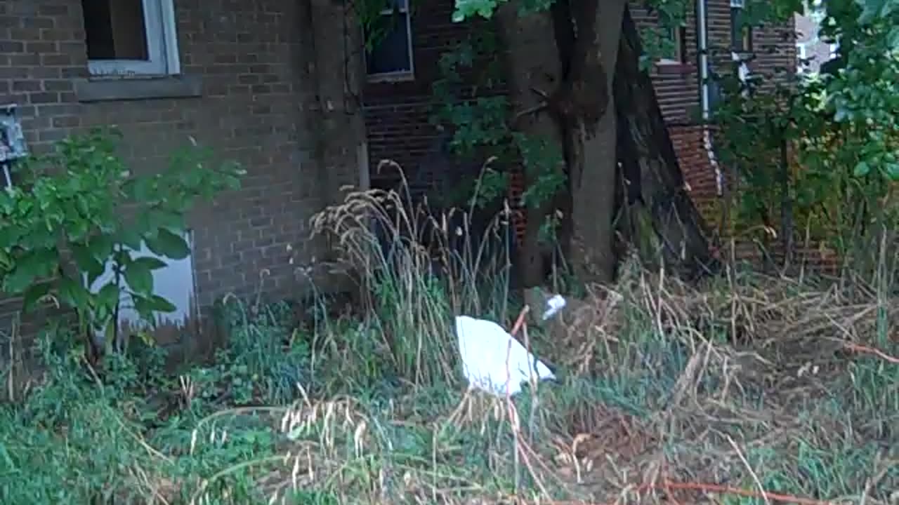 Ardmore ST. SHEA SHOW