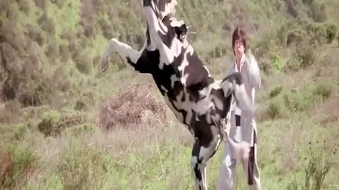 Kung-fu cow