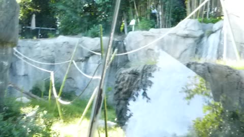 Beautiful waterfall in bonobo exhibit