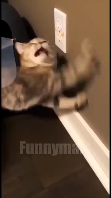 Unexpected Animal Moments That’ll Shock You