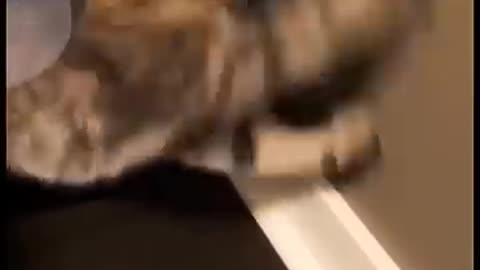 Unexpected Animal Moments That’ll Shock You