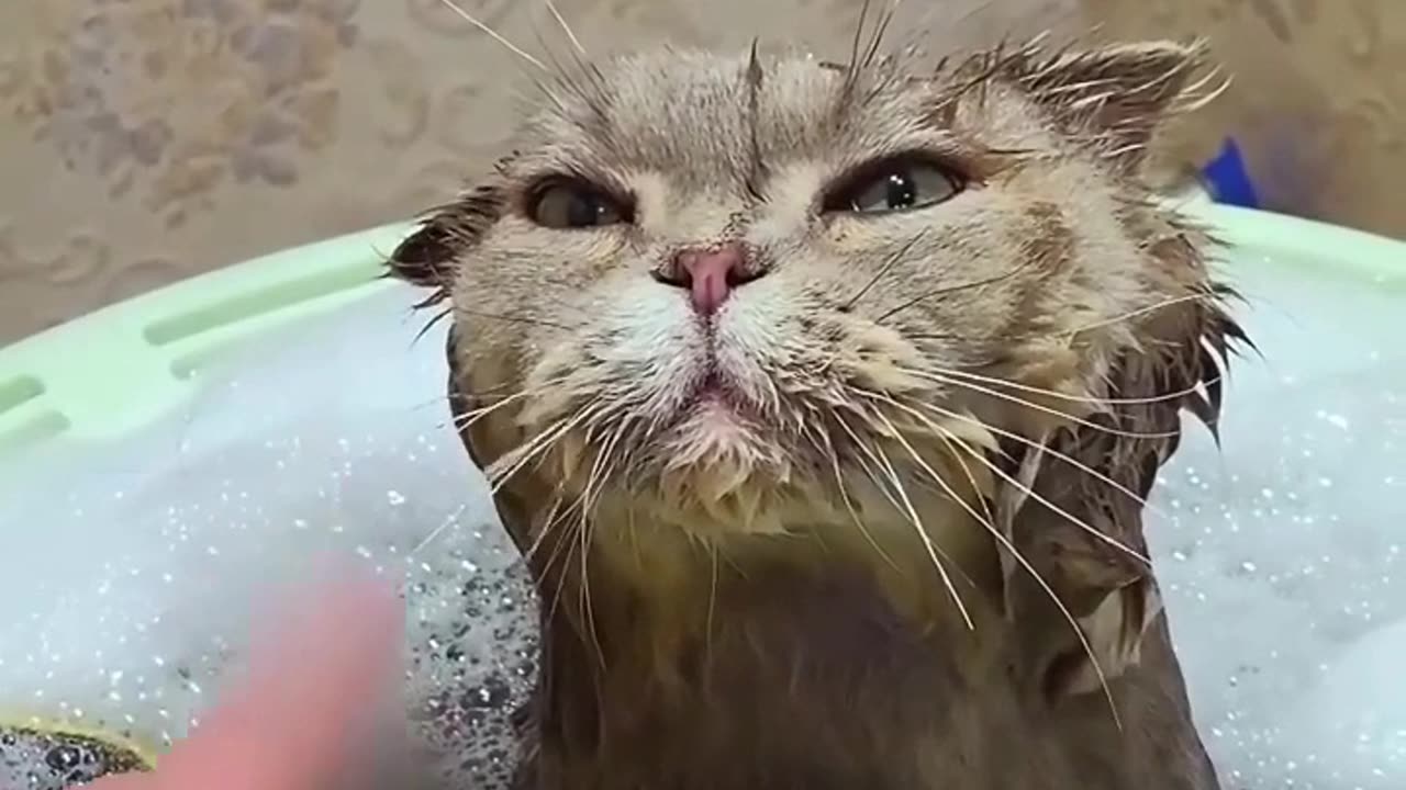 Cats taking baths is the most adorable thing you will see today!