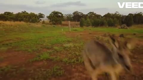 Down Under [Finlay Veged Remix]