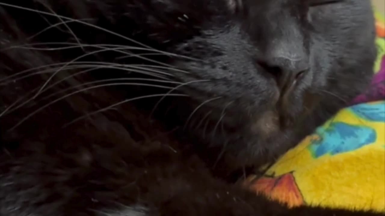 Cute Precious Piper is a Sweet Face Lap Cat - Adopting a Cat from a Shelter Vlog #shorts