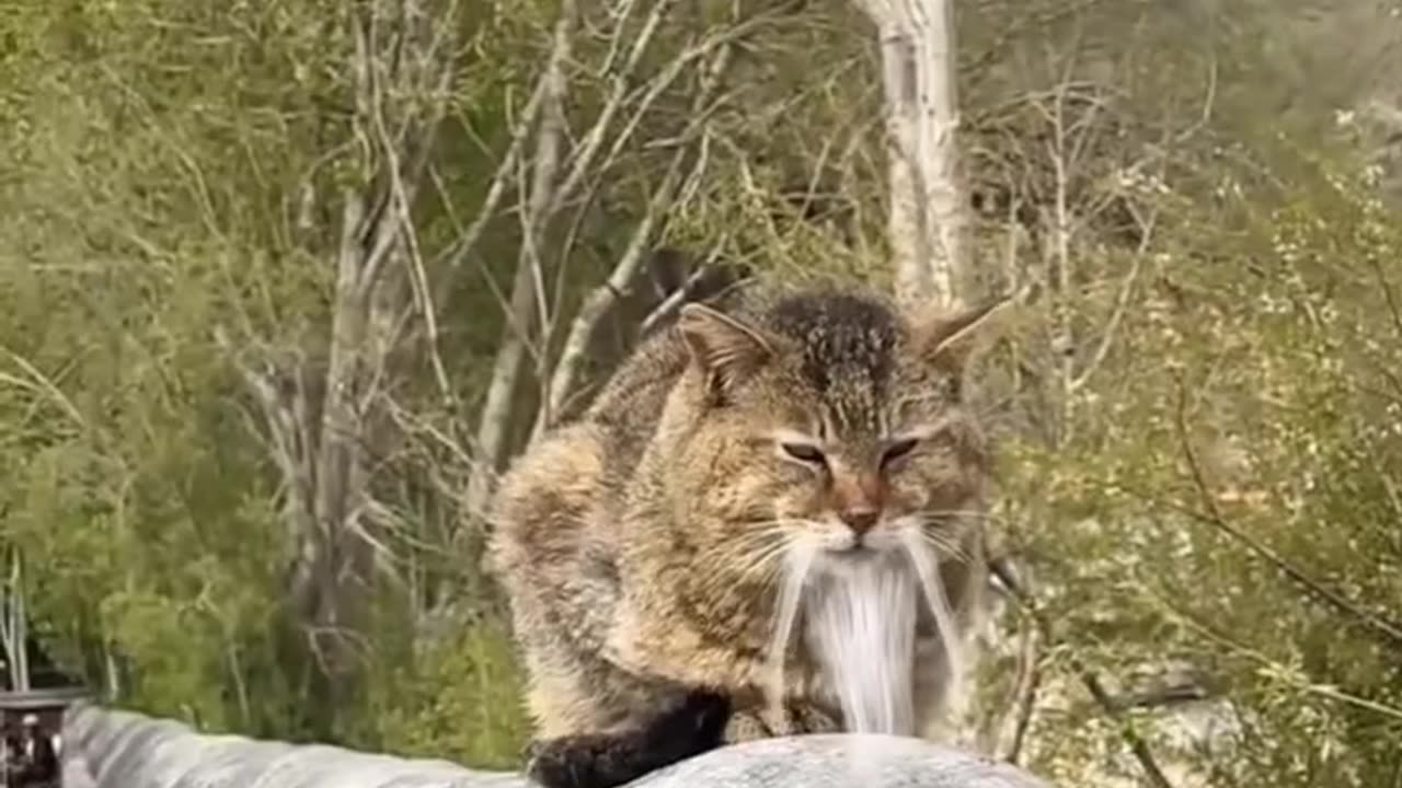 Funny Cat - The legendary Cat master is here.