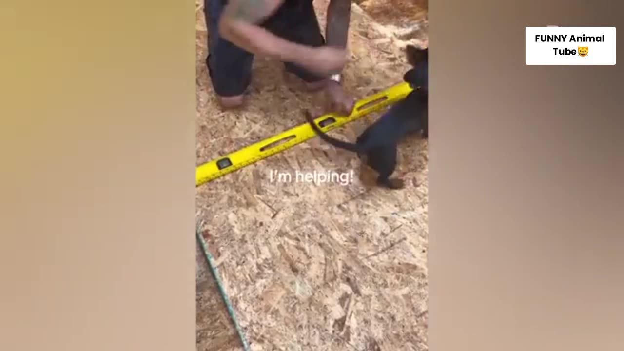 Funny Animals video Must laugh try to not laugh