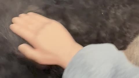 Wednesday Whiskers with SPH featuring a Normy and Salad. #funny #dogsofinstagram