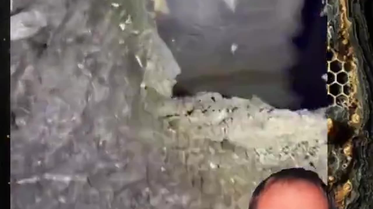 Discovered ancient remnants of a Lost World