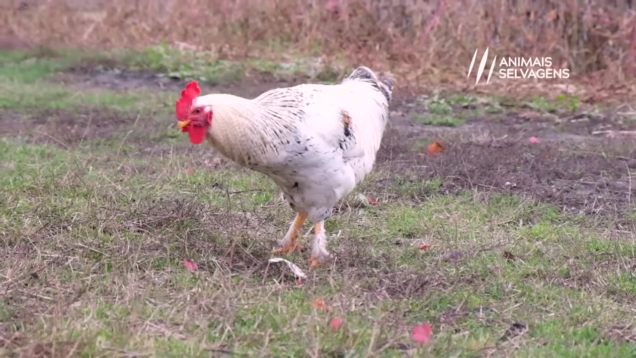 The eagle attacked the chicken and got into trouble