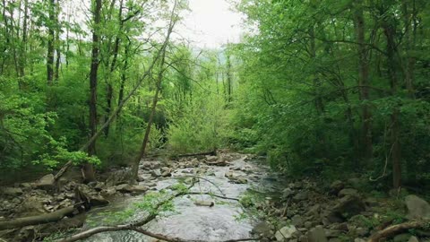 Enchanted Forest Whispers of the Trees#HealingForest #NatureTherapy #ForestWhispers