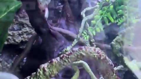 🐸🤑 Greedy Frog's Unexpected Feast! | FunFM