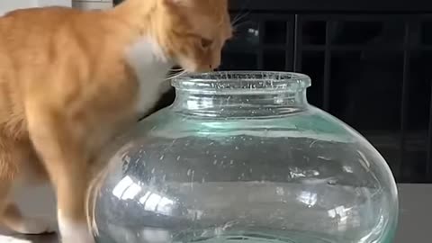 funny cats