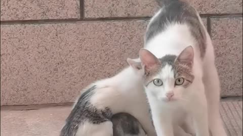 Mama Bear Mode Cat Edition😺😻