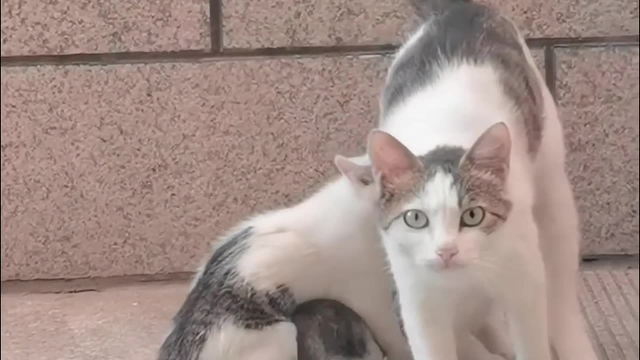 Mama Bear Mode Cat Edition😺😻
