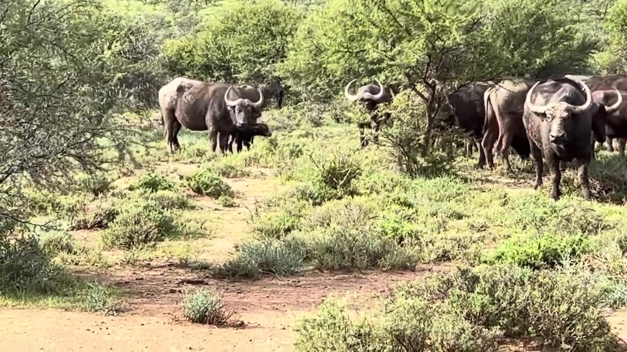 Black death and Buffalo Bore Game Preserve Gannahoek