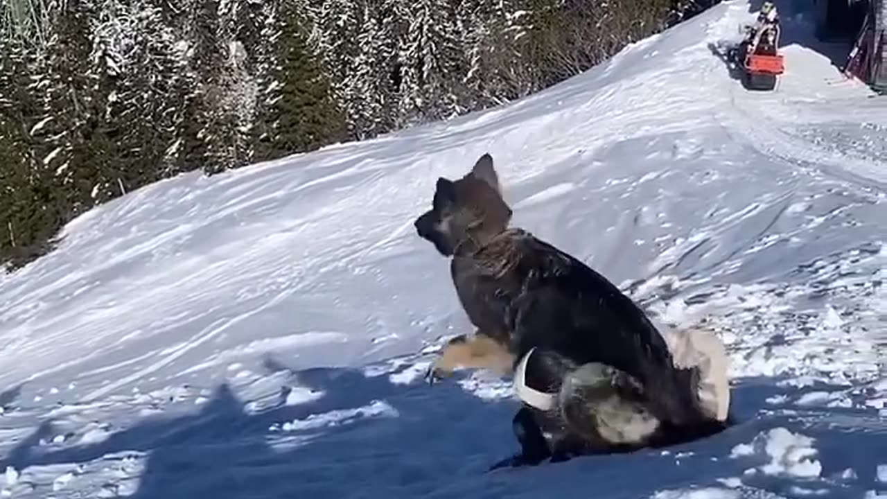 The Canine Assassin_ Dogs Launching Surprise Attacks.#dog #doglover #funny #funnyvideos #foryou#dogs