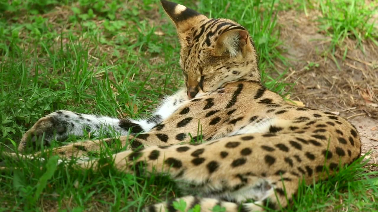 Relaxing Serval Cat Resting in the Grass – Beautiful Wildlife Moment in Nature