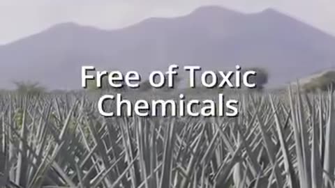AgaveLuz Organic Tequila – Your Source For The Healthiest Tequila