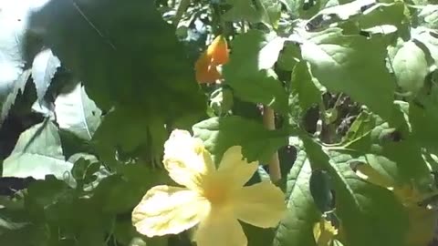 Beautiful flower of the Momordica melon on a sunny day, the fruit is almost ripe [Nature & Animals]