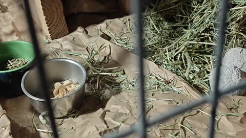Chinchillas
