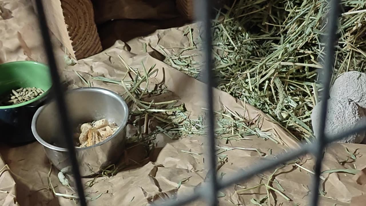 Chinchillas