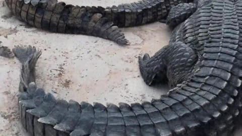 Crocodile skin is as hard as an iron plate.